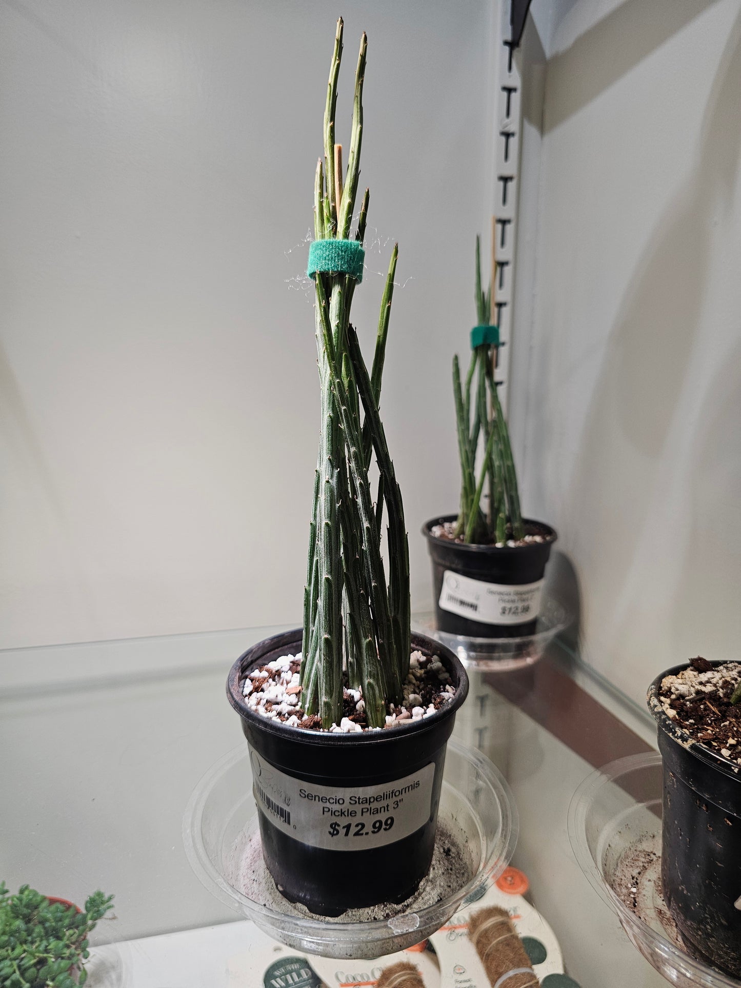 Senecio Stapeliiformis 'Pickle Plant'