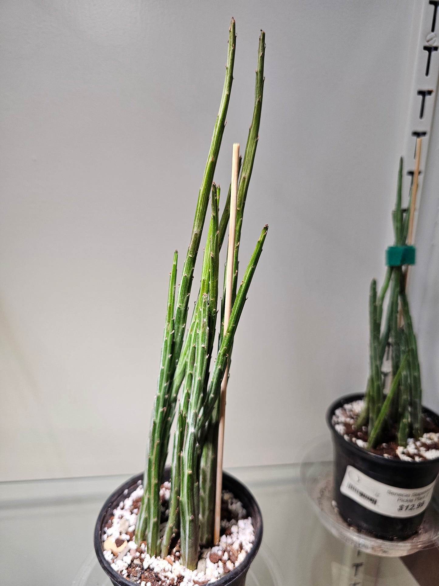 Senecio Stapeliiformis 'Pickle Plant'