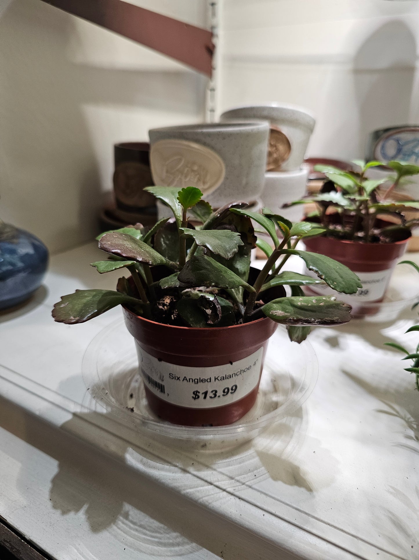 Kalanchoe Six Angled