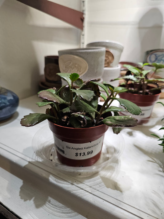 Kalanchoe Six Angled