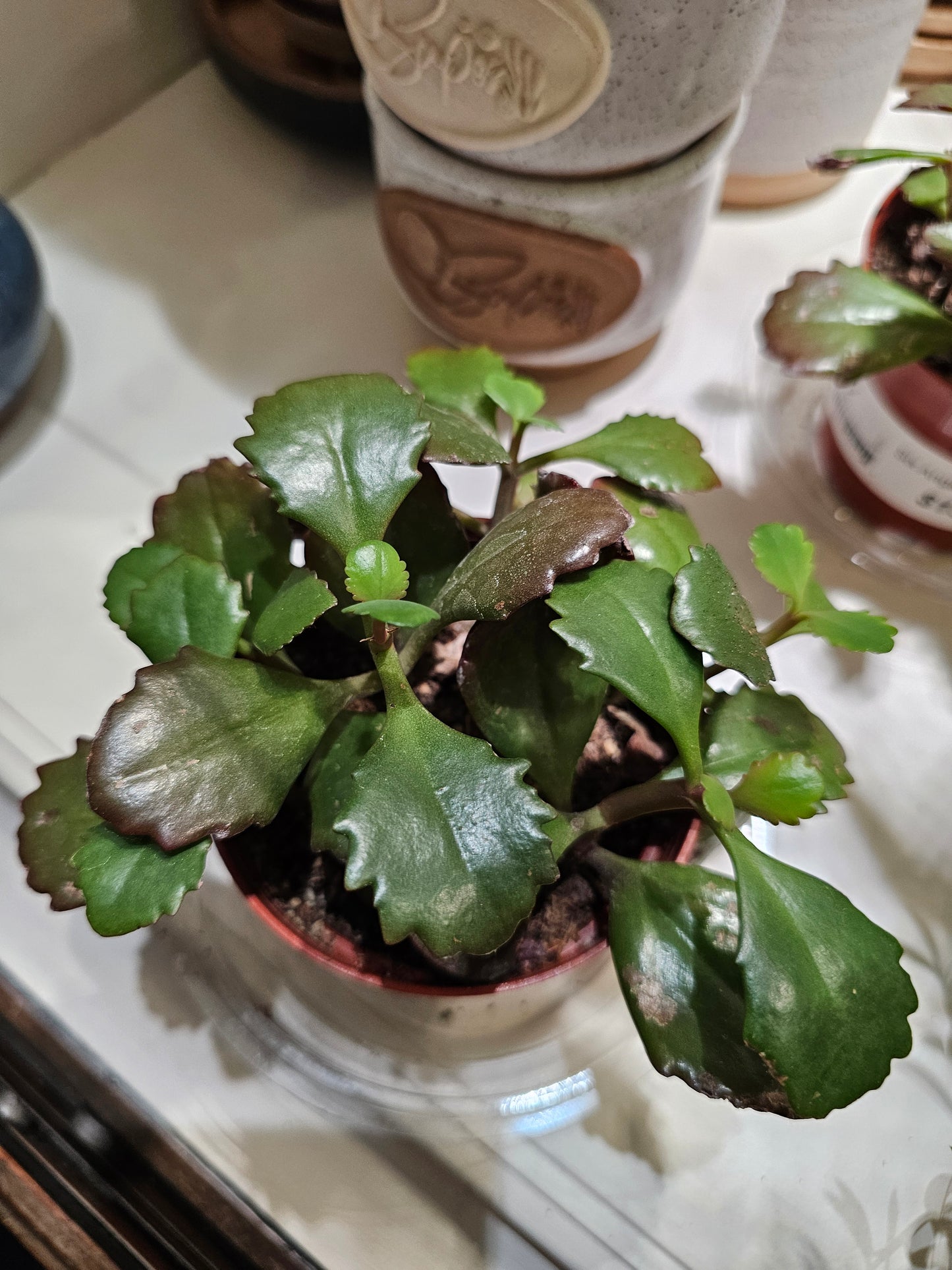 Kalanchoe Six Angled