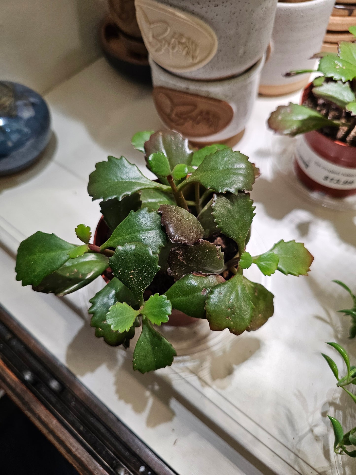 Kalanchoe Six Angled