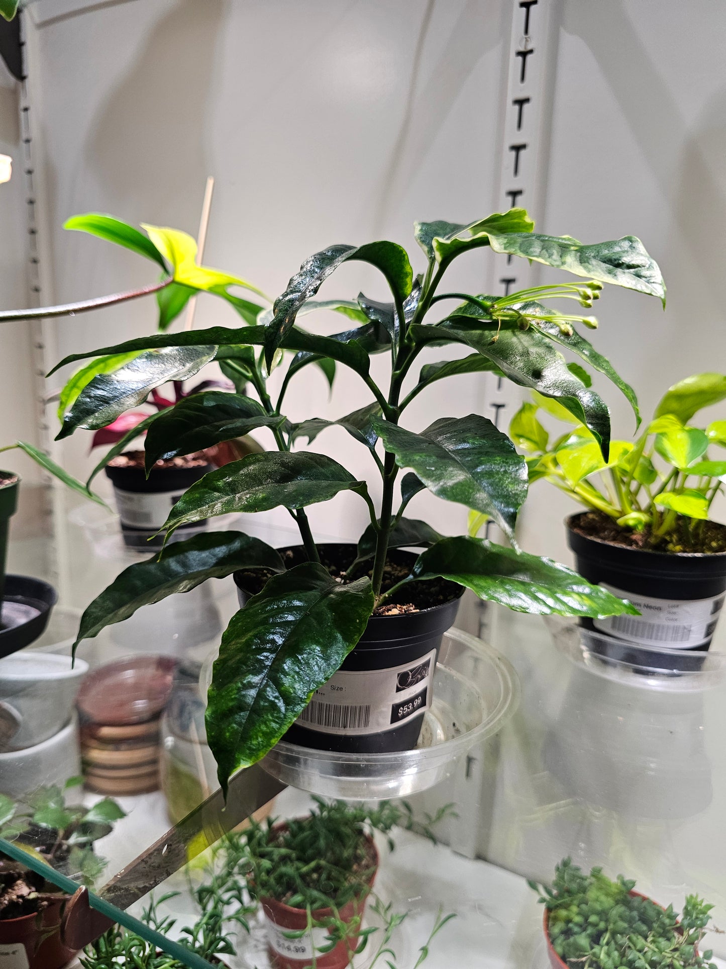 Hoya Multiflora Shooting Star in 4" pot