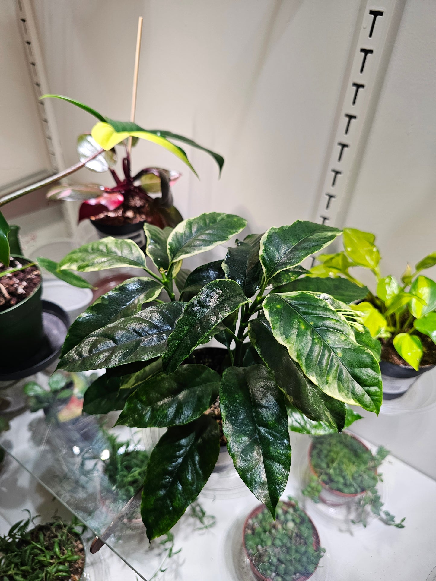 Hoya Multiflora Shooting Star in 4" pot