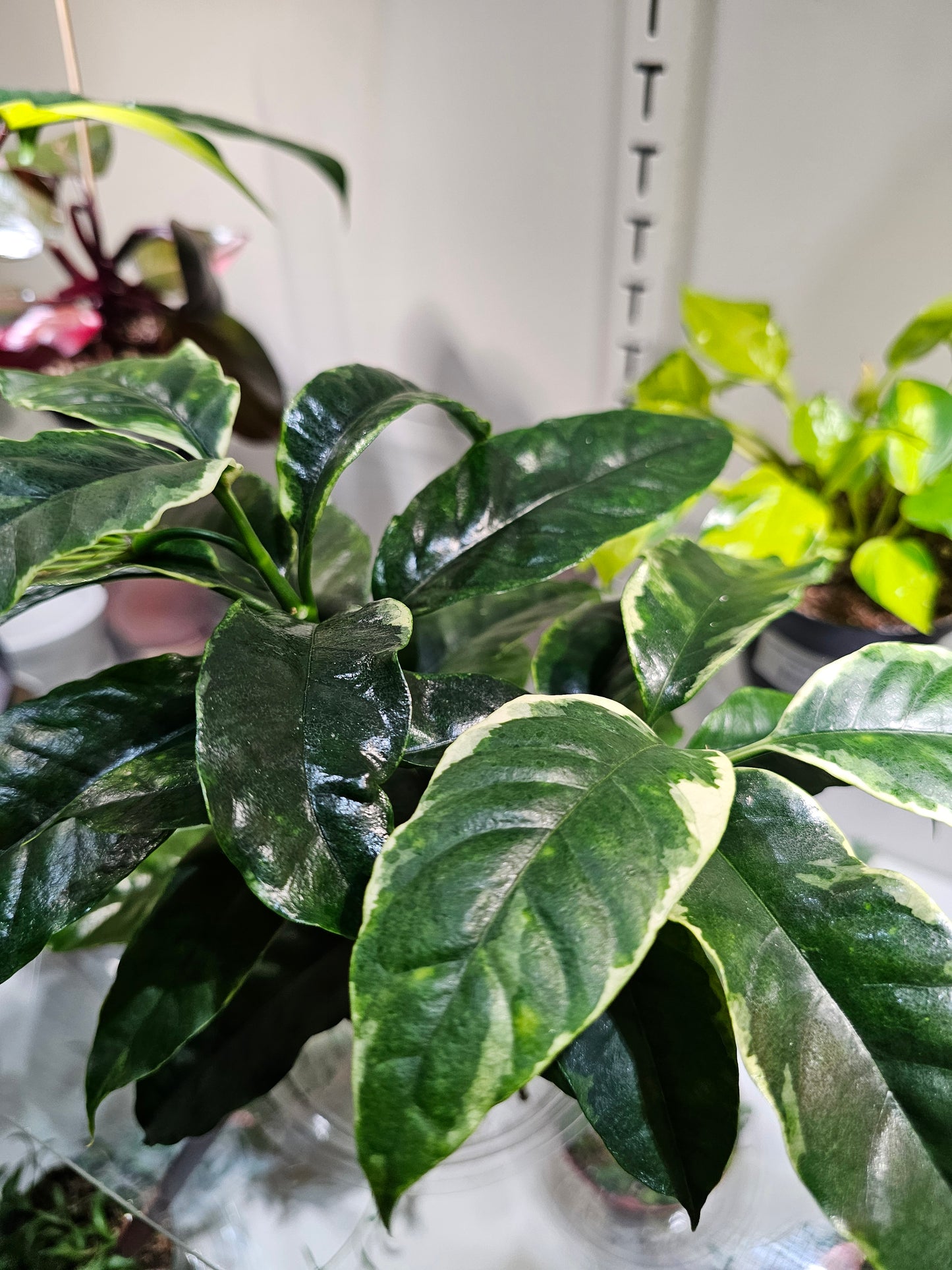 Hoya Multiflora Shooting Star in 4" pot