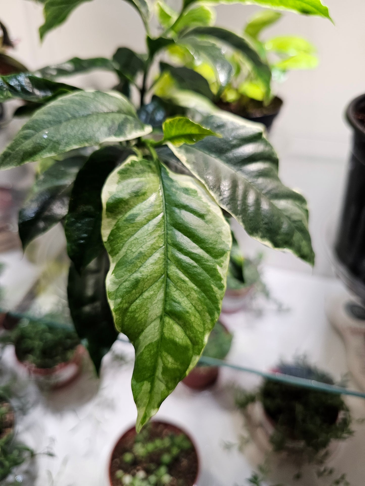 Hoya Multiflora Shooting Star in 4" pot