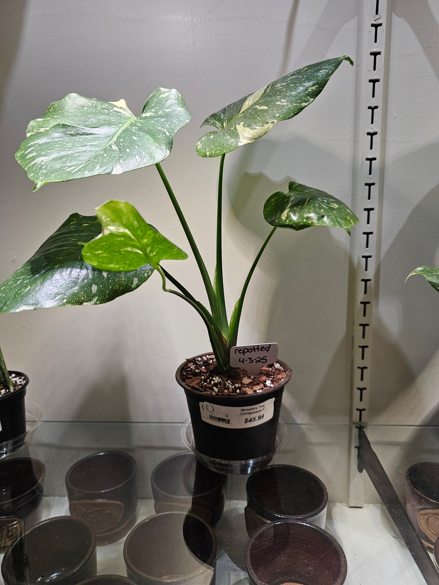 Monstera Thai Constellation