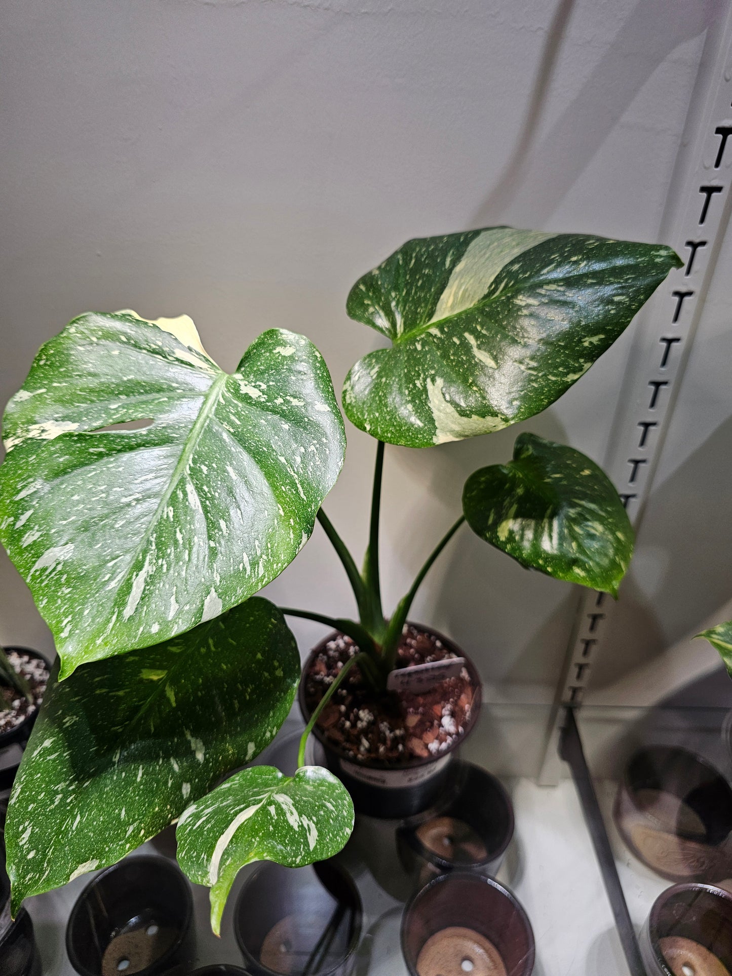 Monstera Thai Constellation