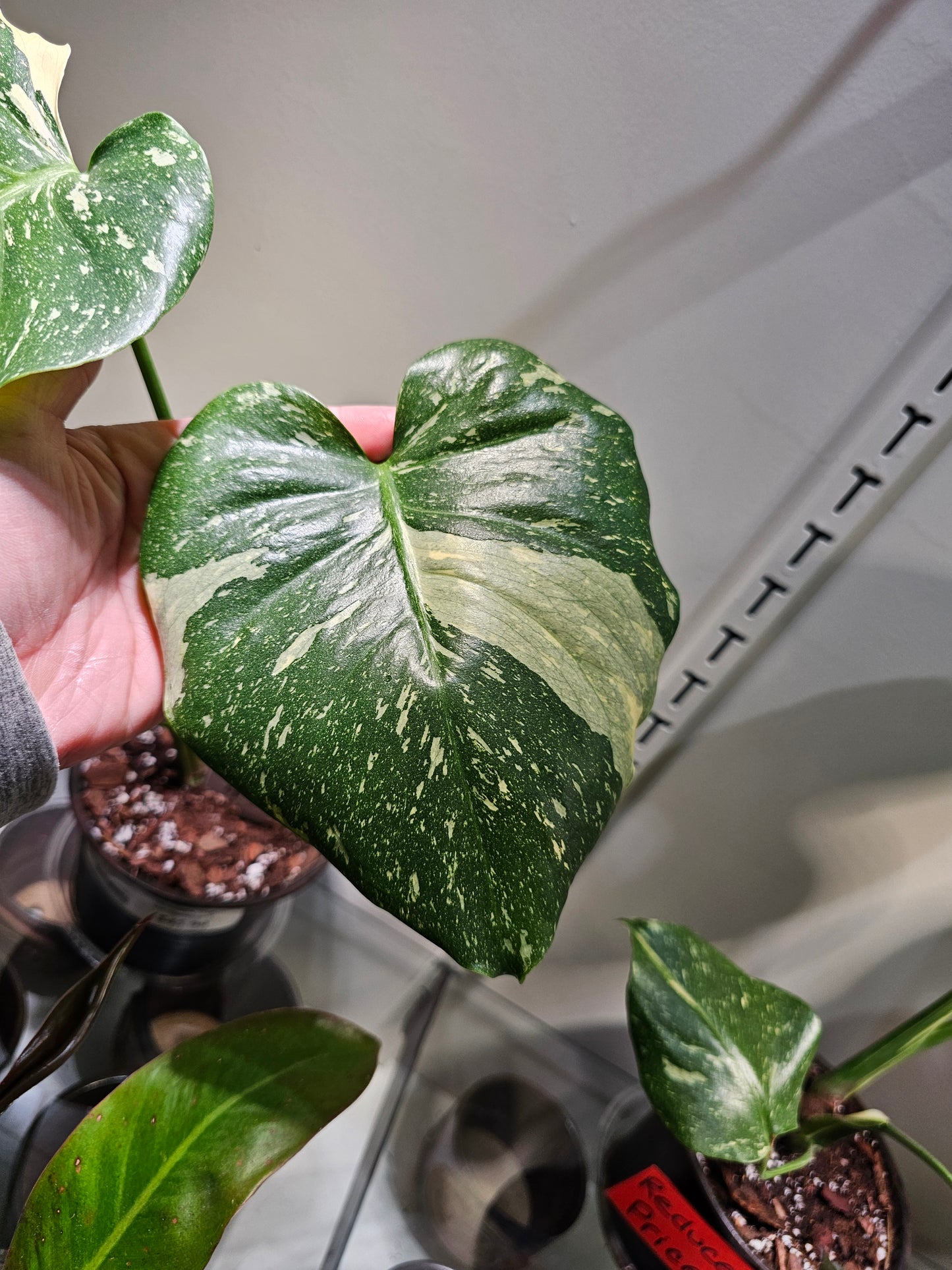 Monstera Thai Constellation