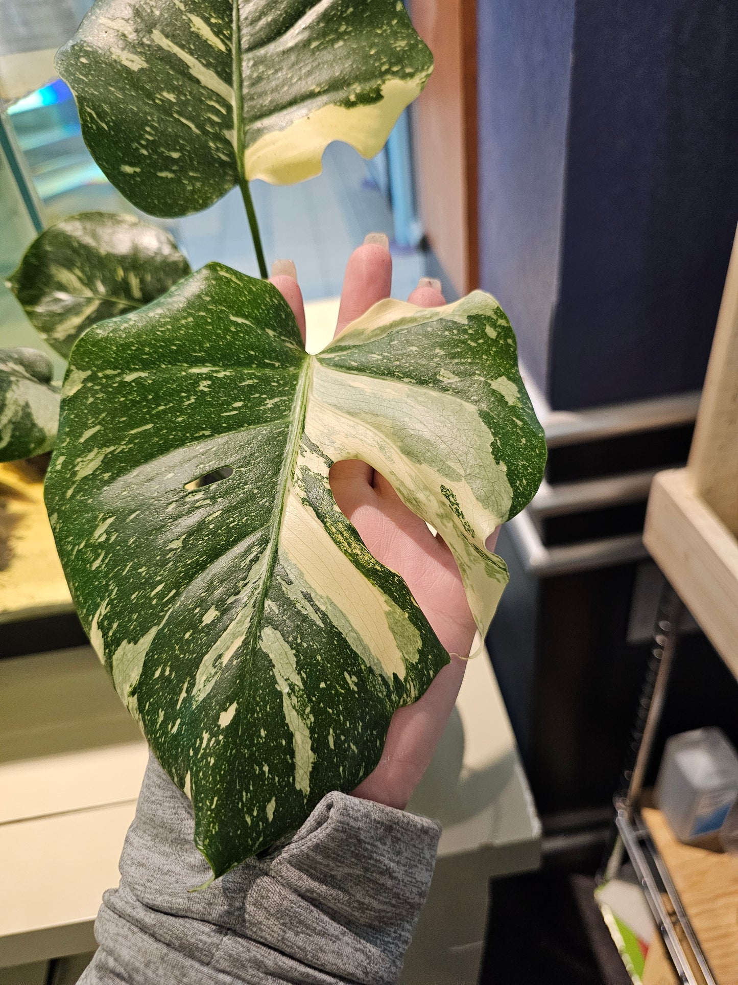 Monstera Thai Constellation