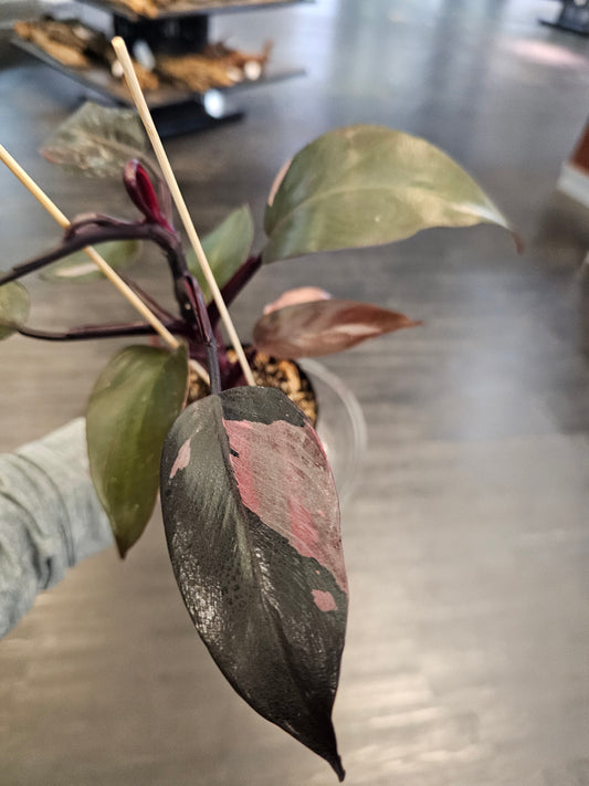 Philodendron Pink Princess in a 4" pot