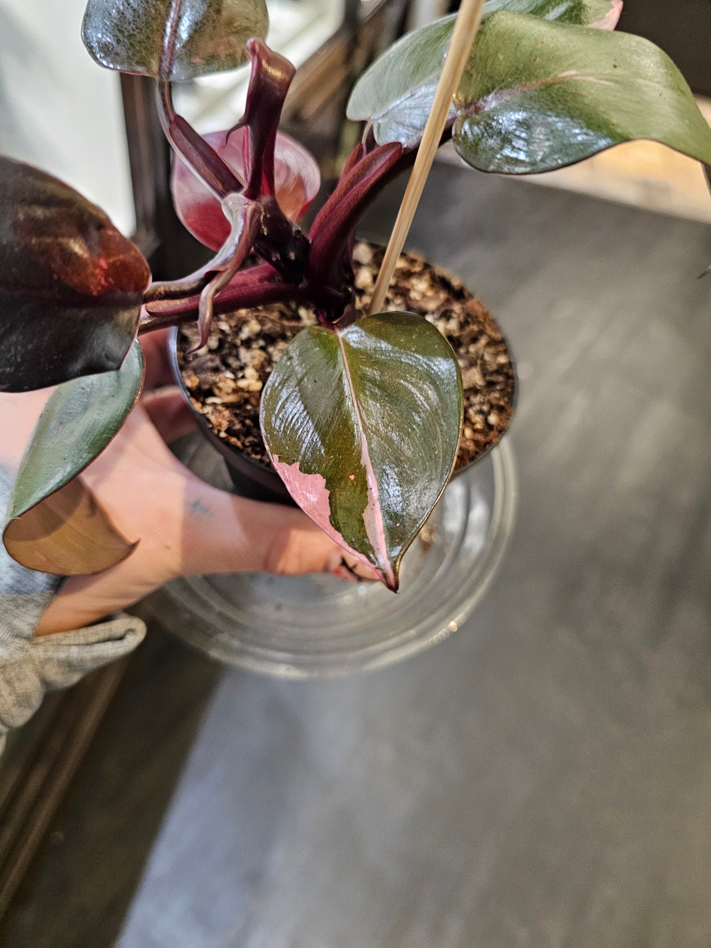 Philodendron Pink Princess in a 4" pot