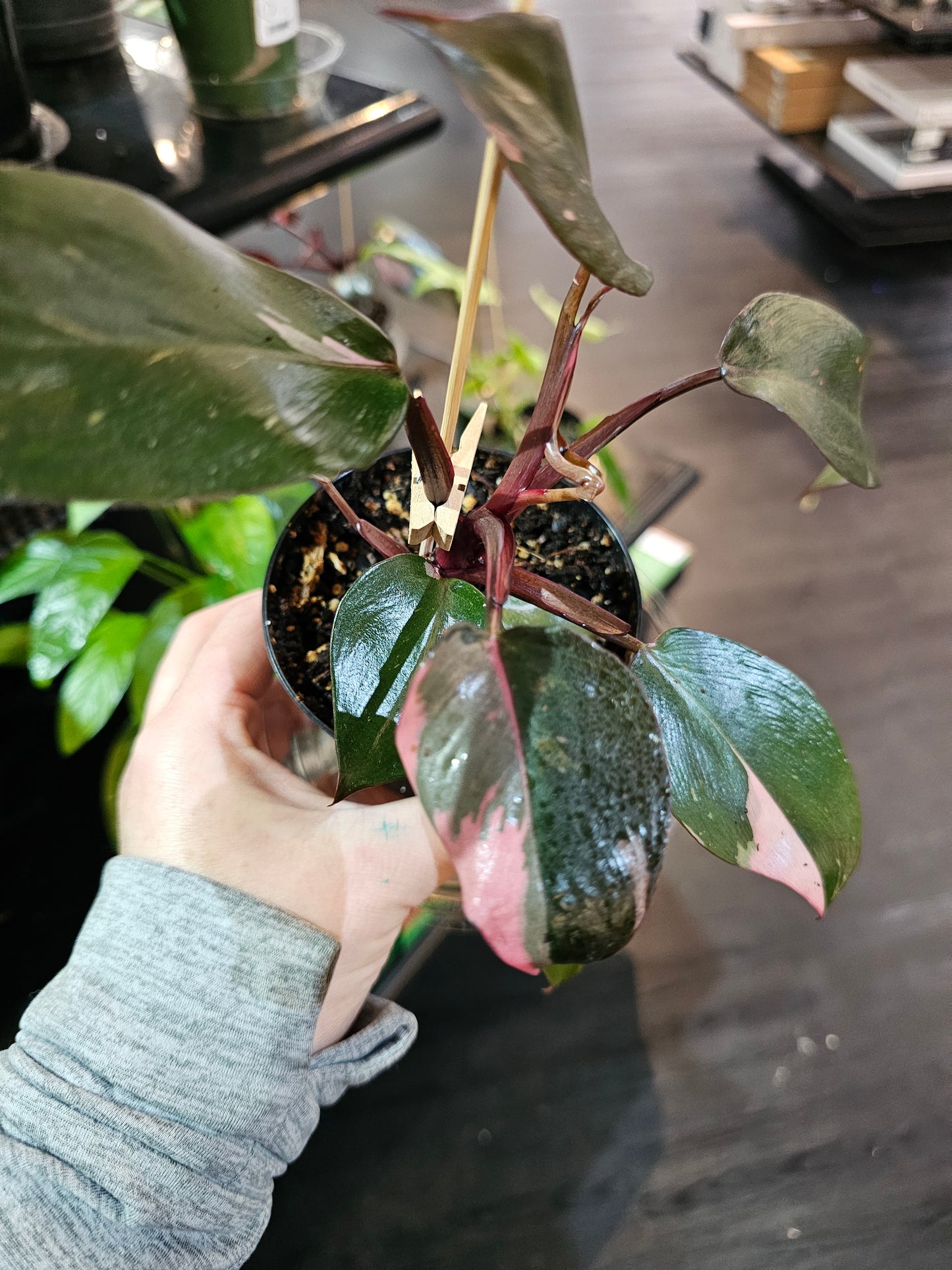 Philodendron Pink Princess in a 4" pot