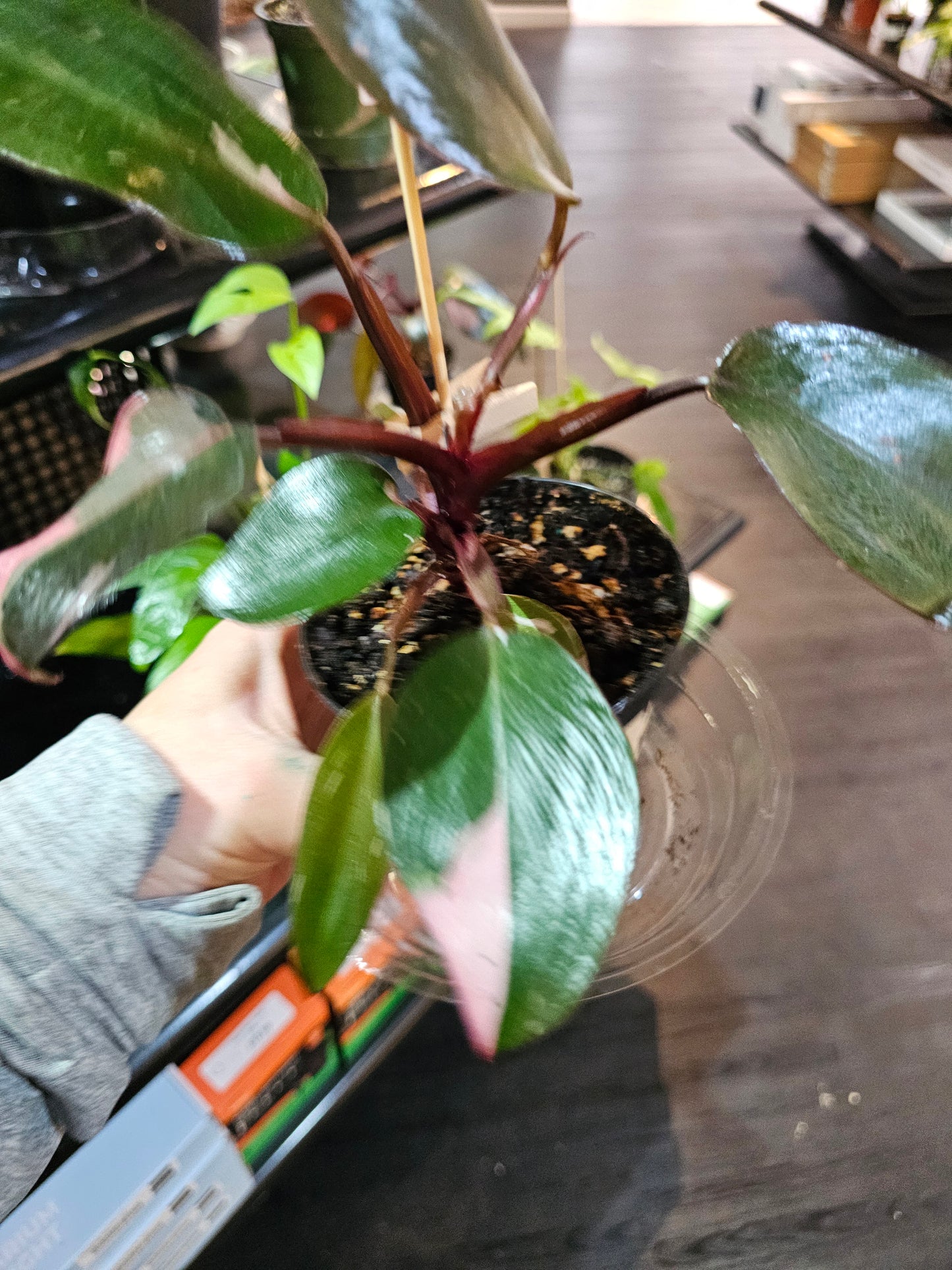 Philodendron Pink Princess in a 4" pot