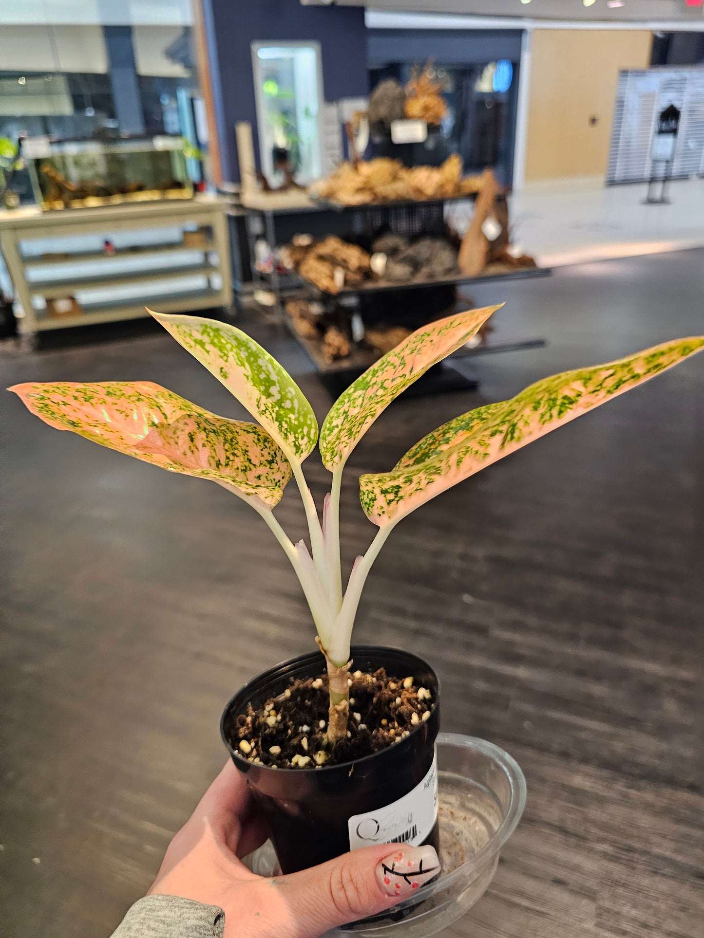 Aglaonema Orange Stardust