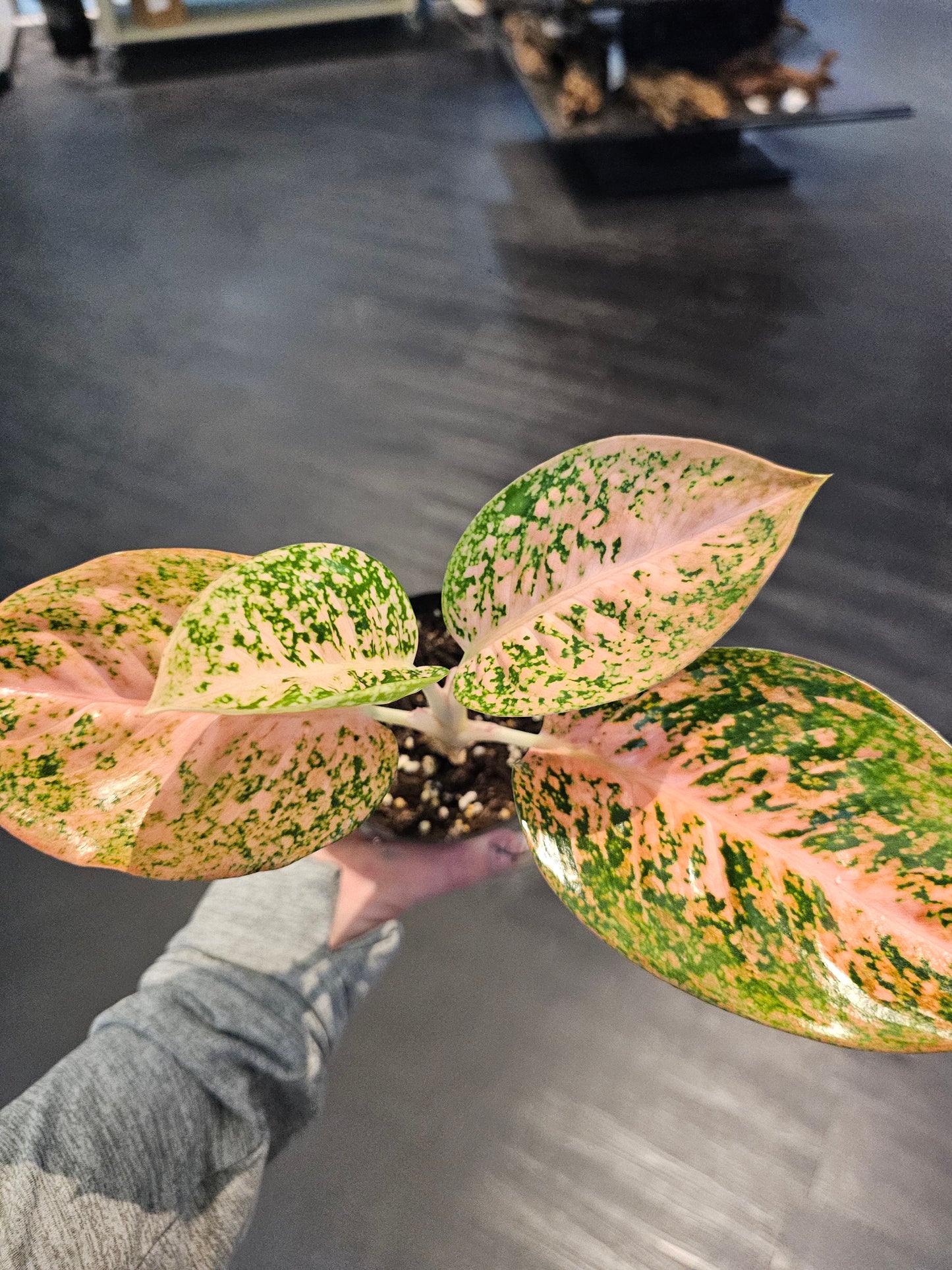 Aglaonema Orange Stardust