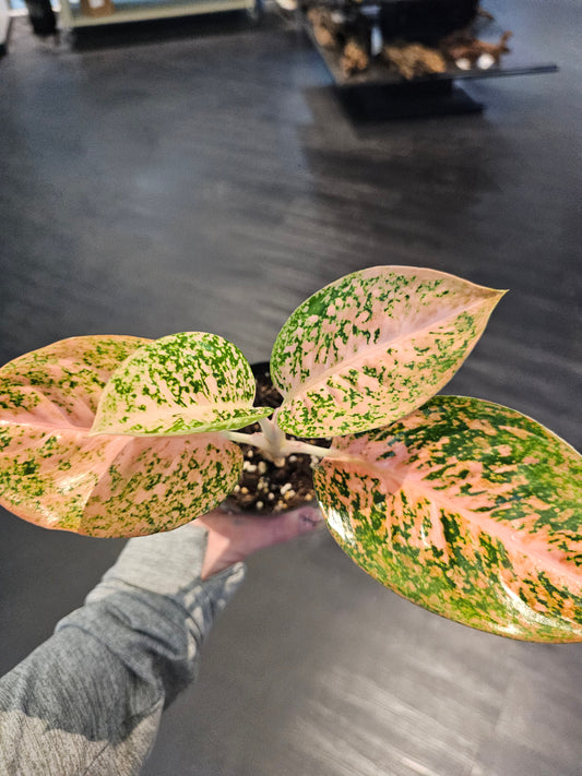 Aglaonema Orange Stardust
