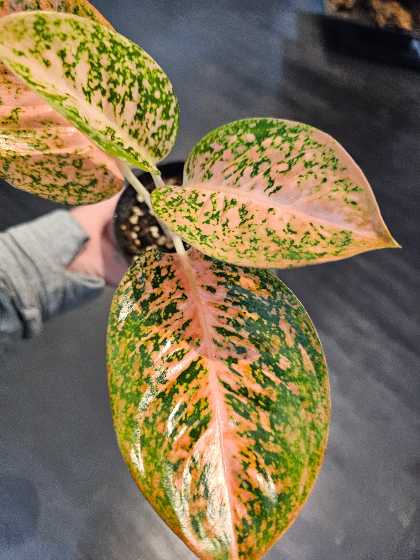 Aglaonema Orange Stardust