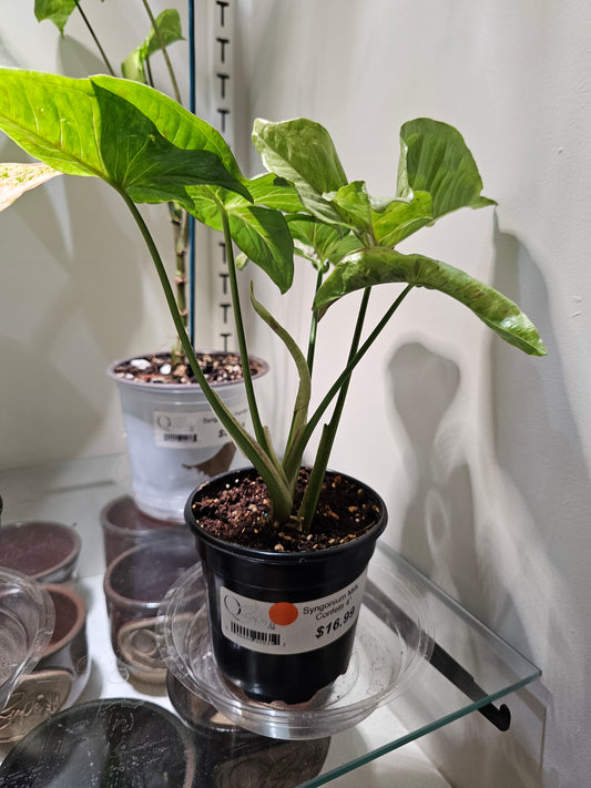 Syngonium Milk Confetti