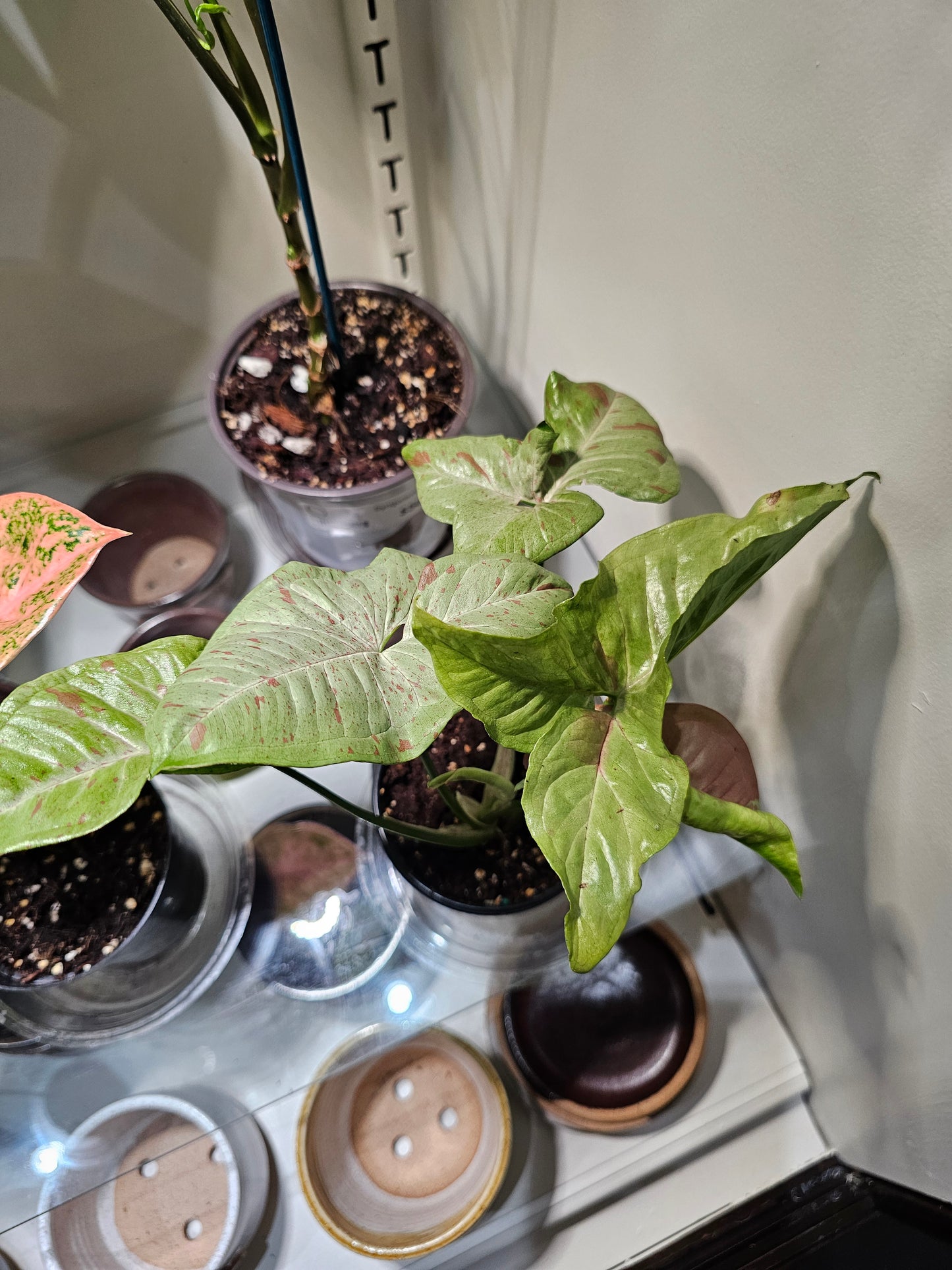 Syngonium Milk Confetti