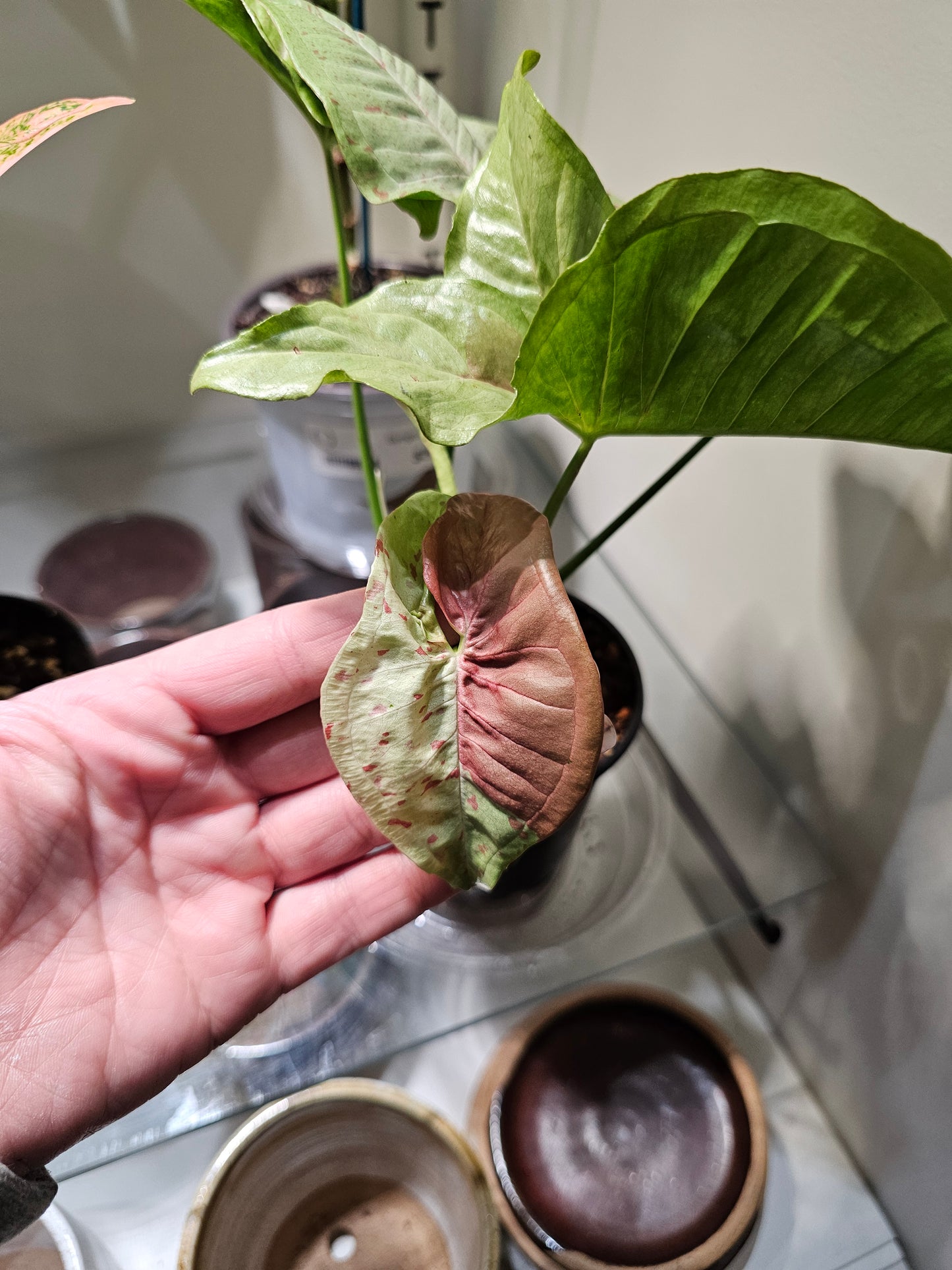 Syngonium Milk Confetti