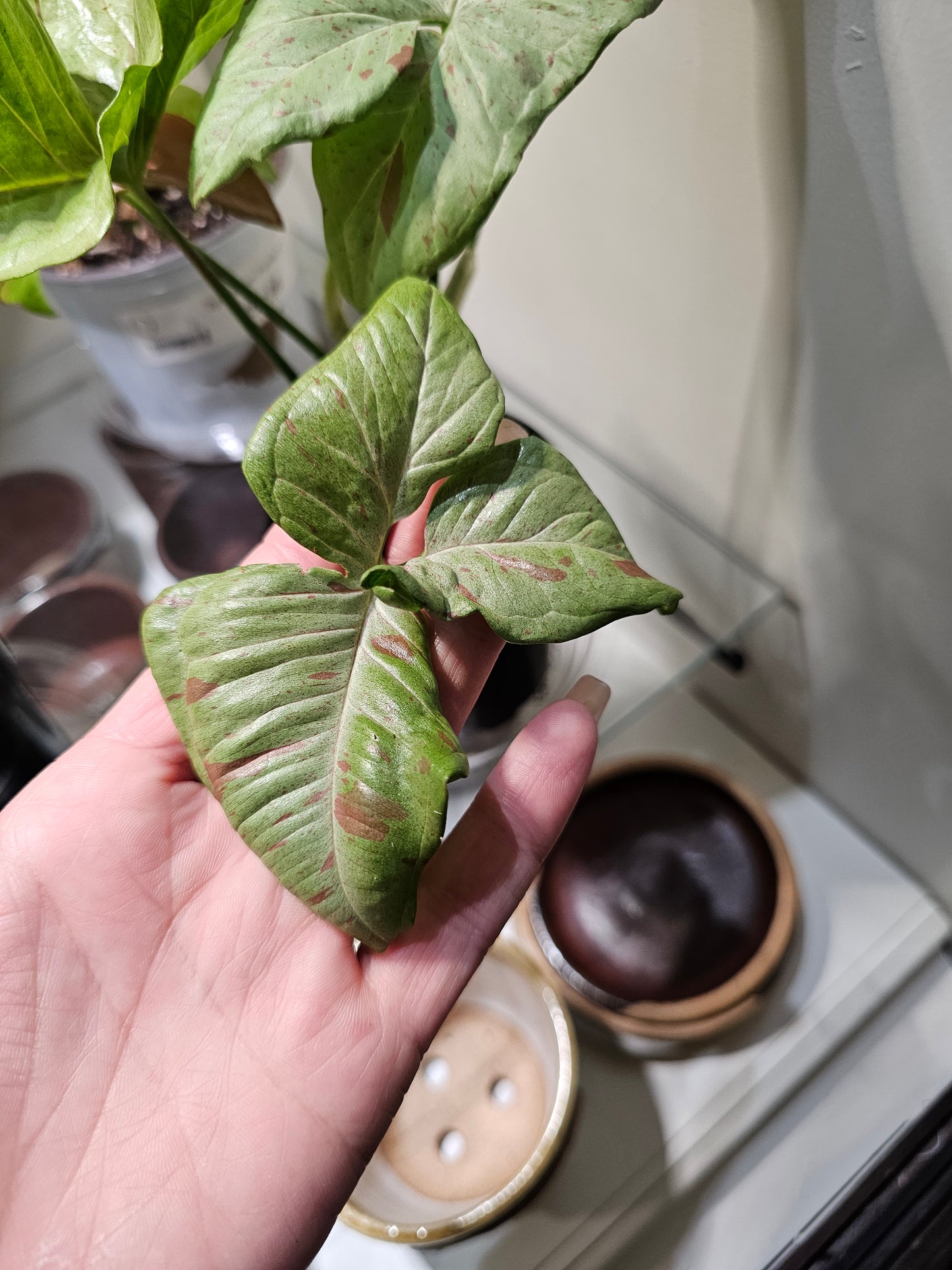 Syngonium Milk Confetti