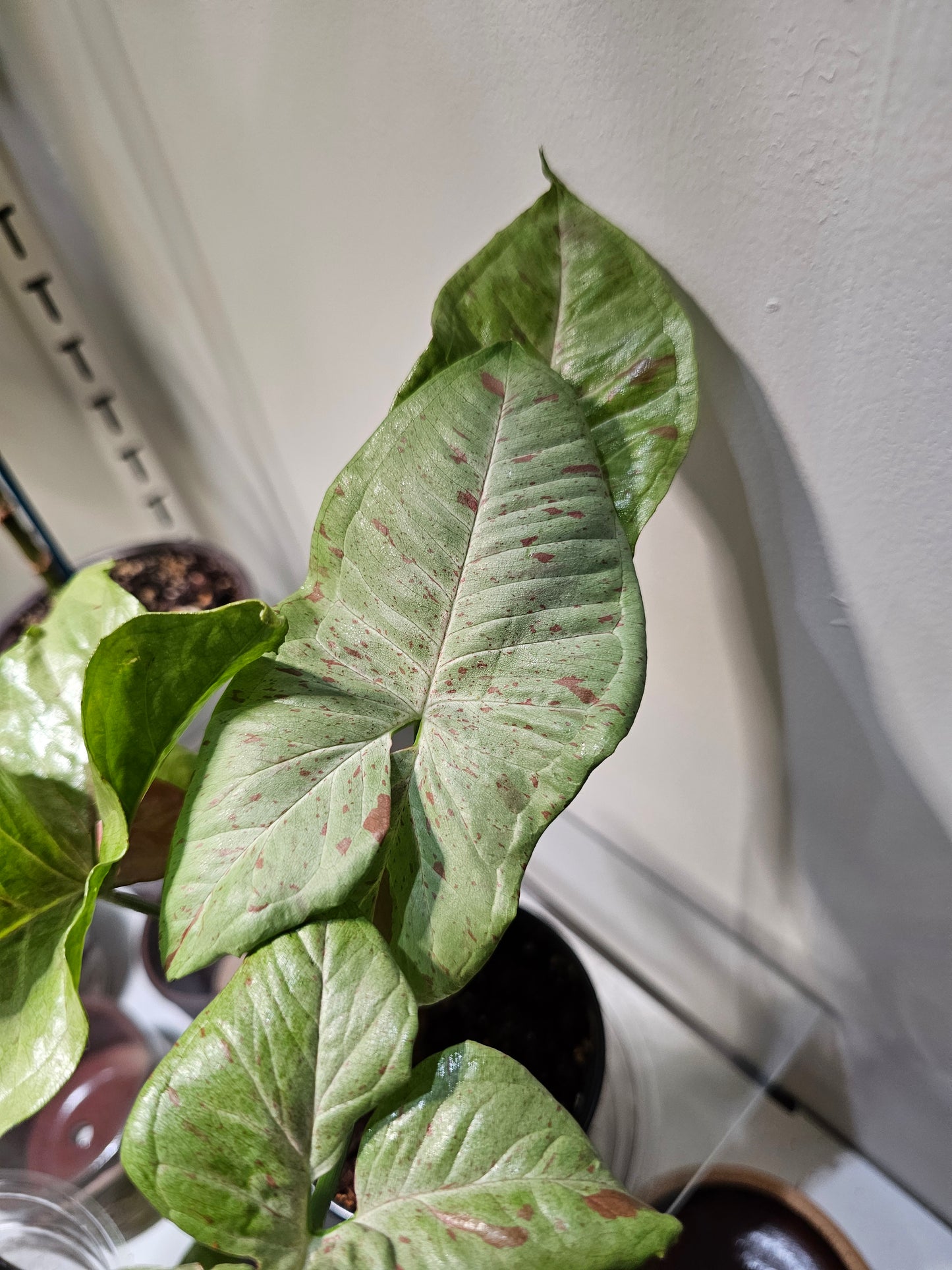 Syngonium Milk Confetti