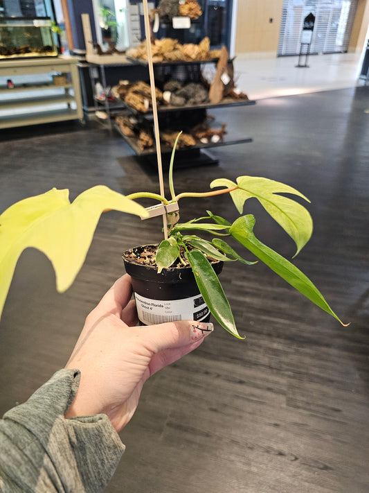 Philodendron Florida Ghost in 4" pot