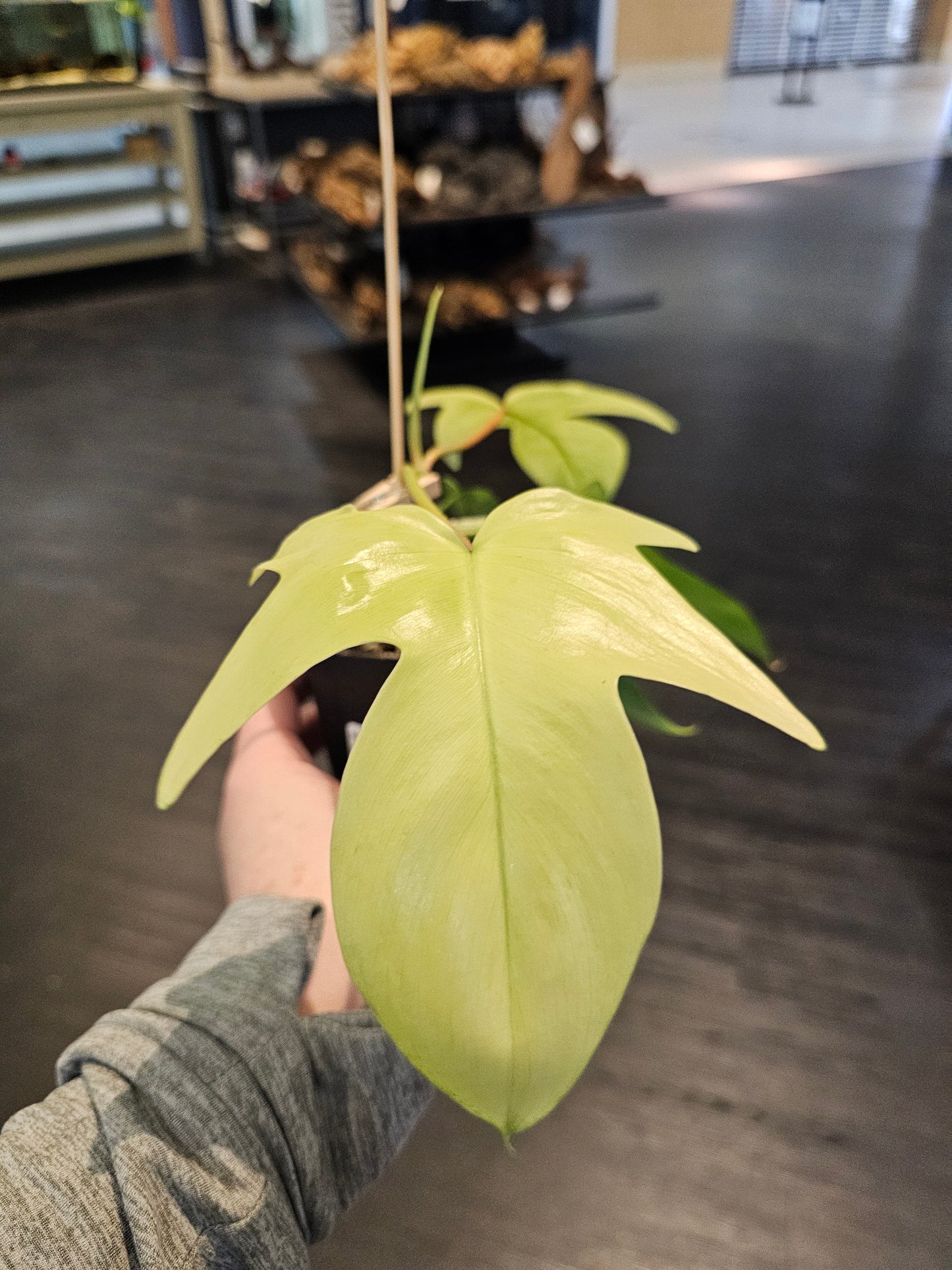Philodendron Florida Ghost in 4" pot