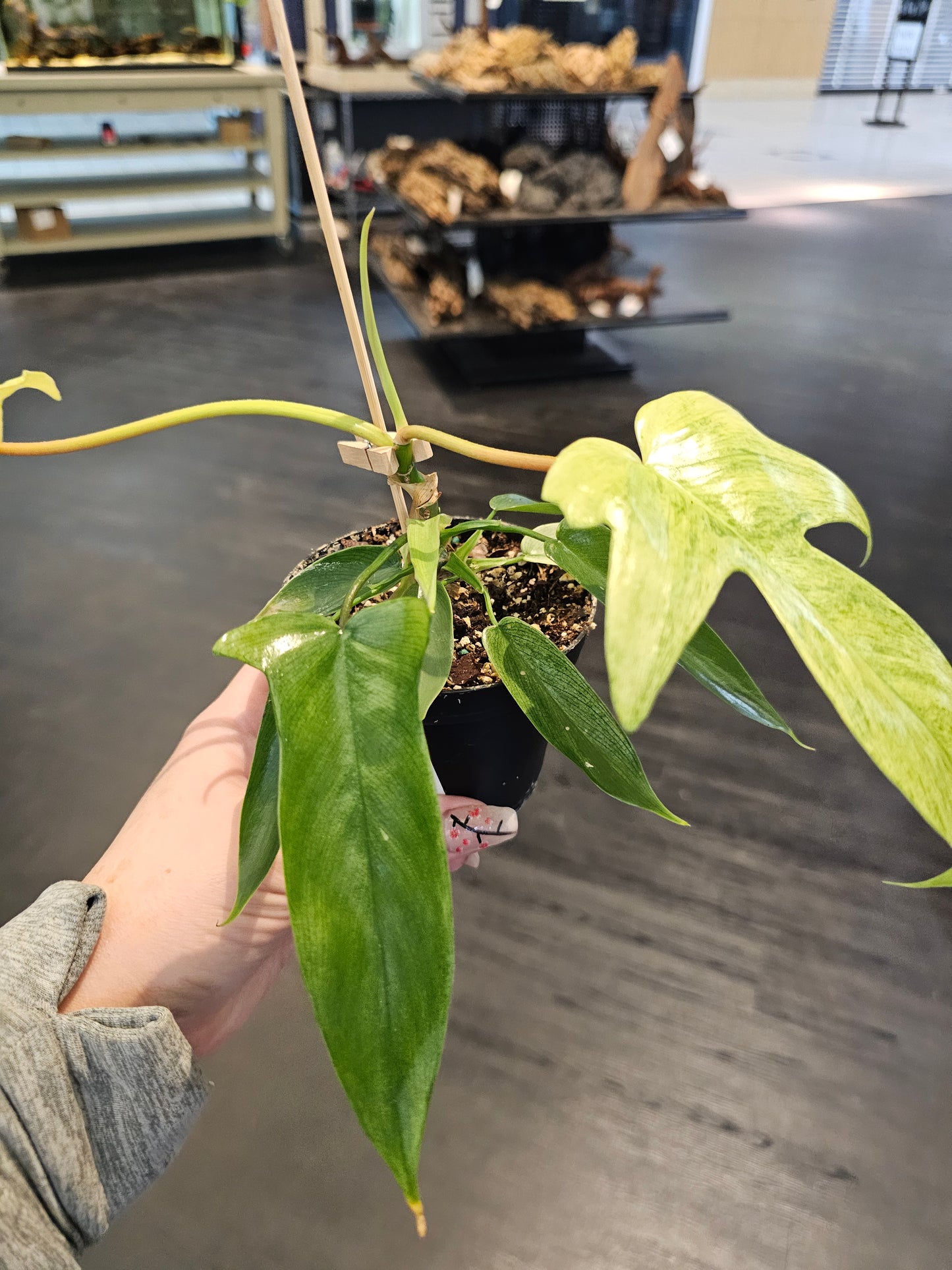 Philodendron Florida Ghost in 4" pot