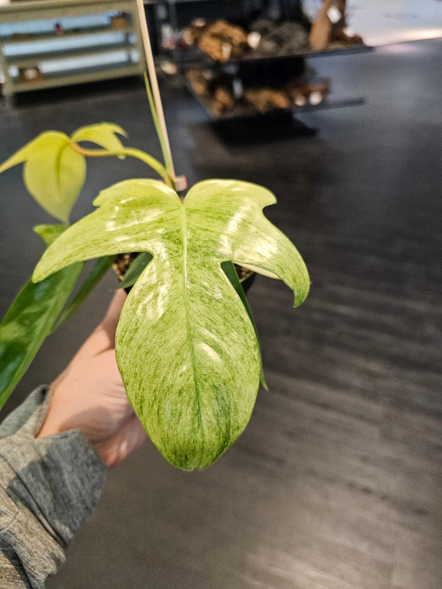 Philodendron Florida Ghost in 4" pot