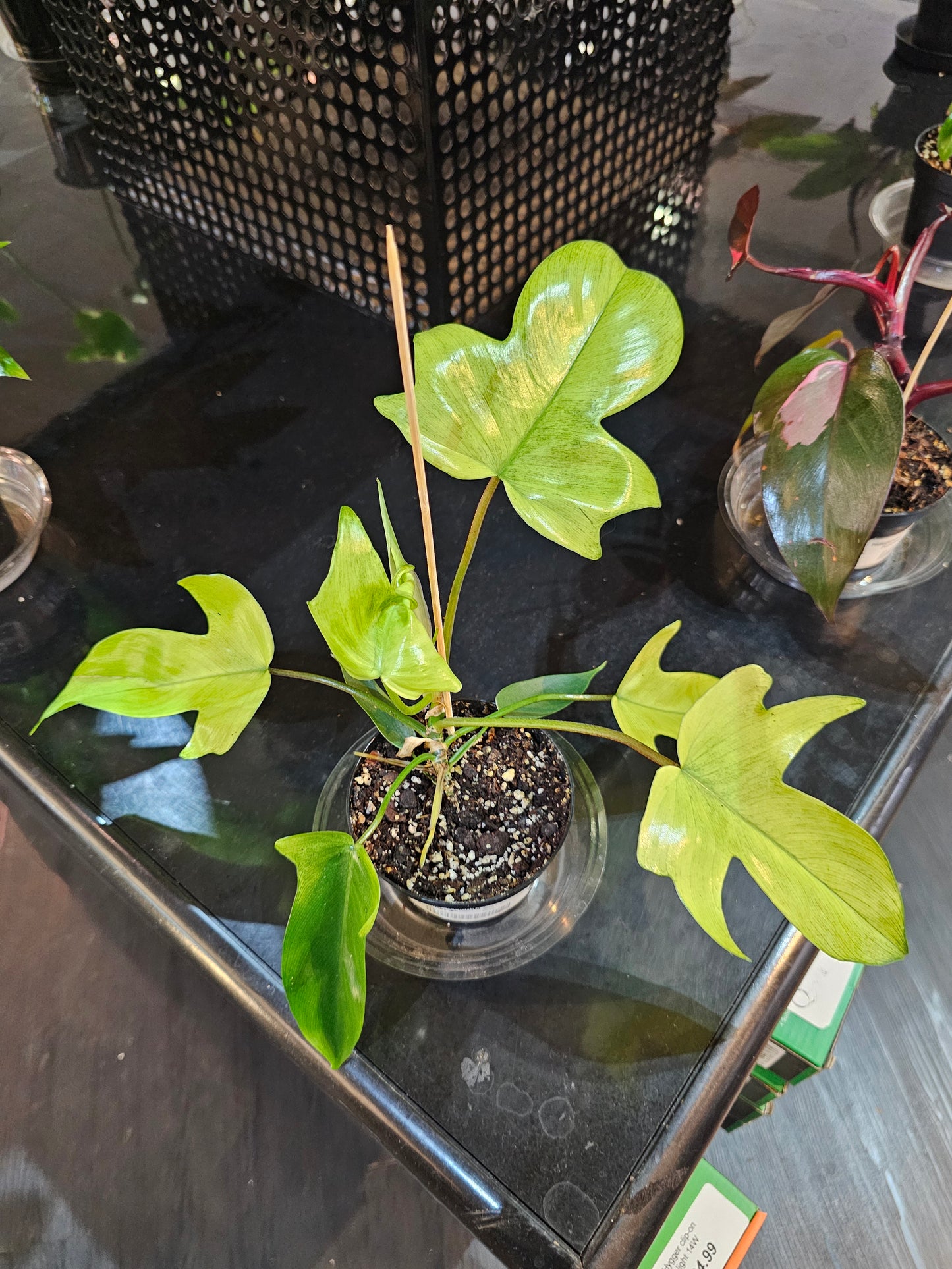 Philodendron Florida Ghost in 4" pot