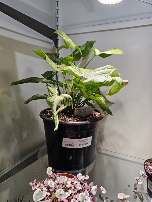 Syngonium Pink Salmon