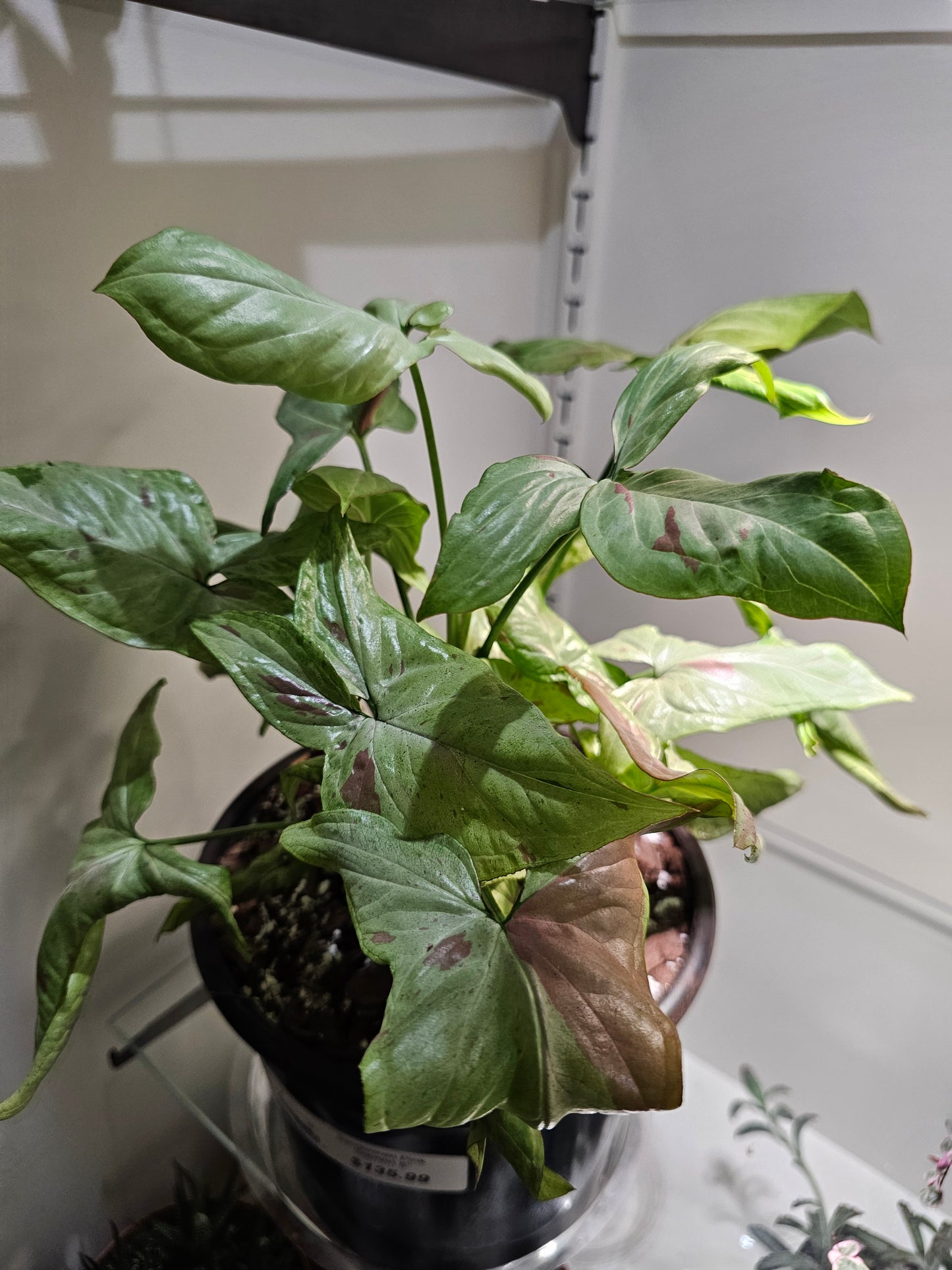 Syngonium Pink Salmon