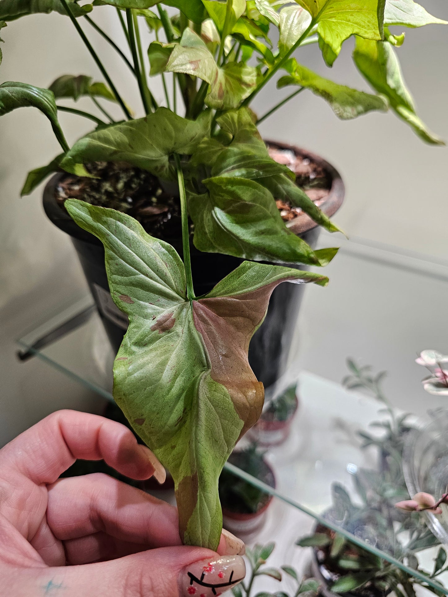 Syngonium Pink Salmon