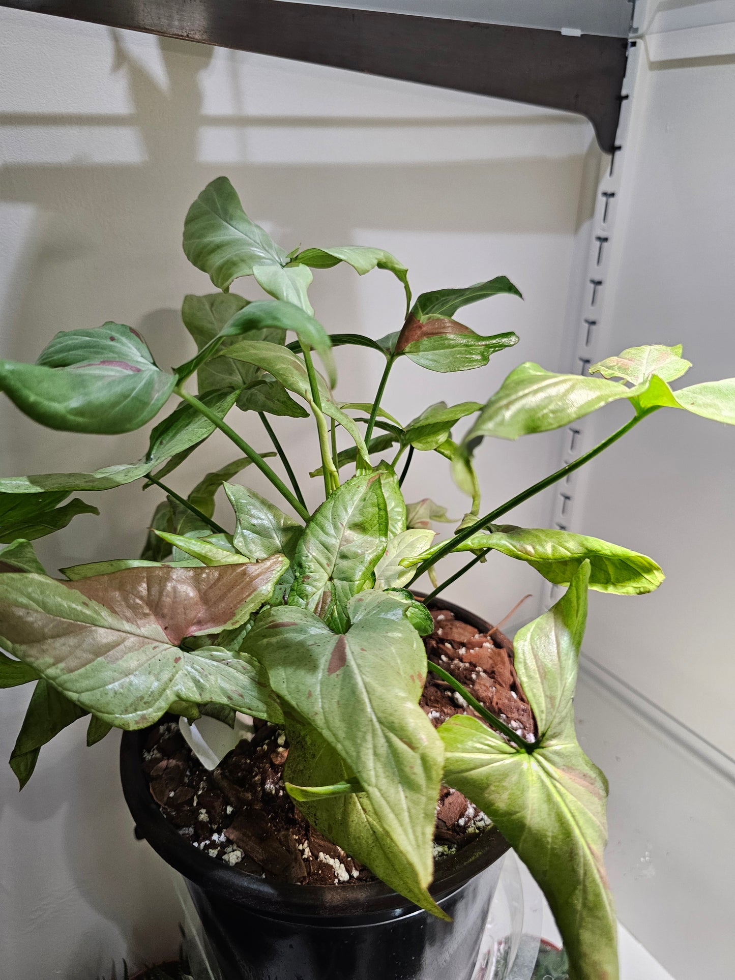 Syngonium Pink Salmon