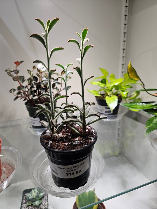 Kalanchoe Chocolate Soldier