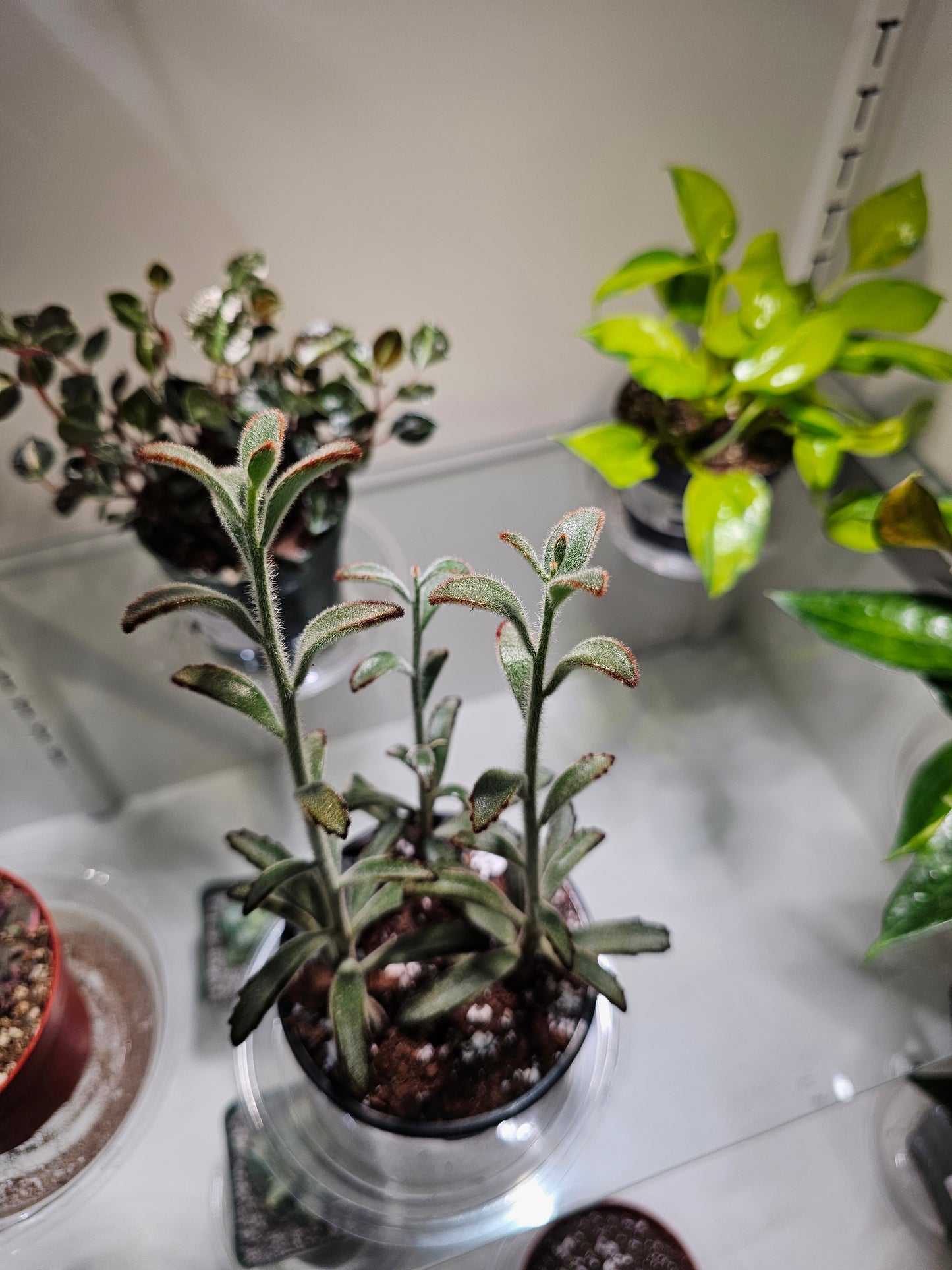 Kalanchoe Chocolate Soldier