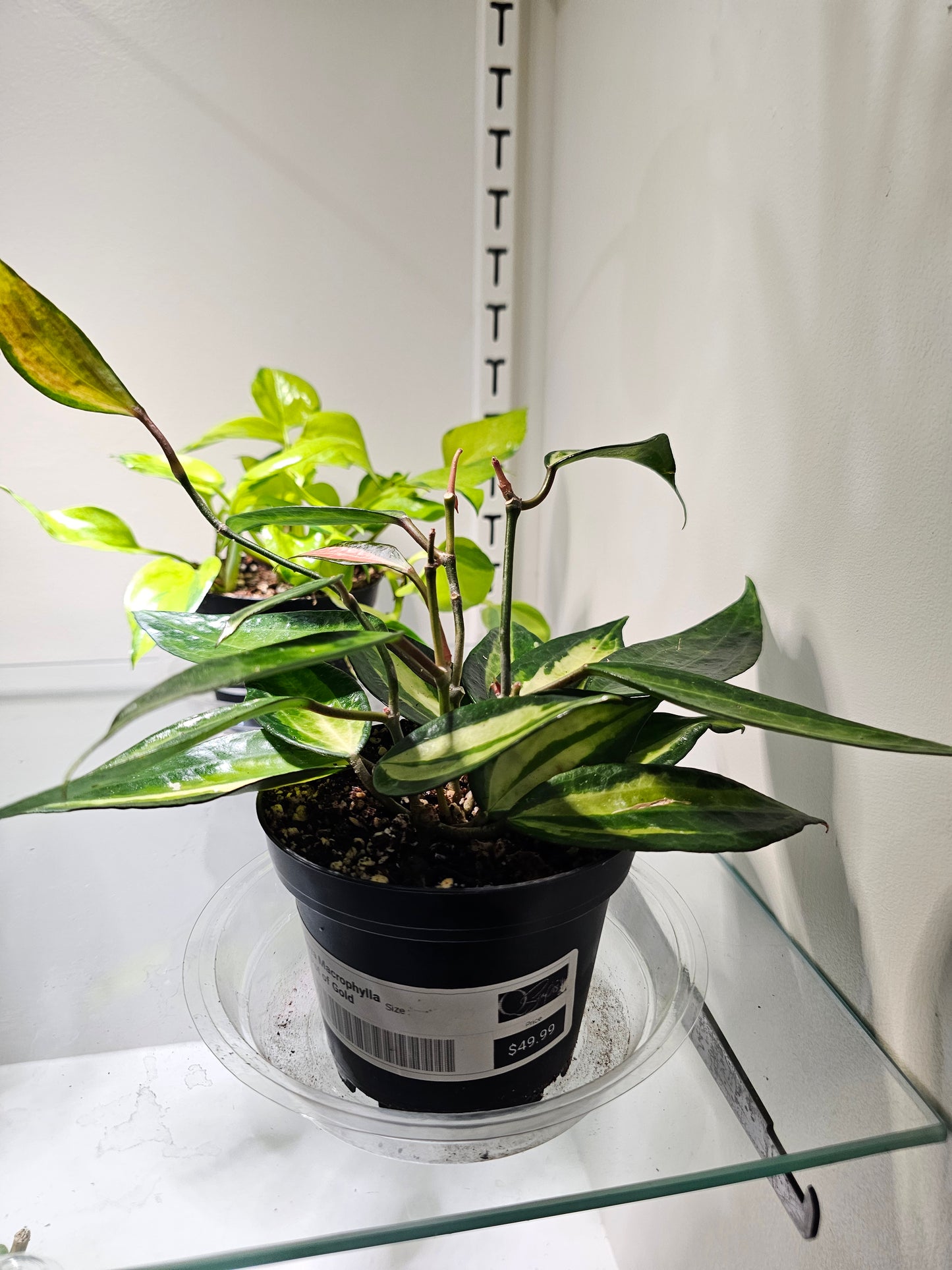 Hoya Macrophylla Pot of Goldin 4" pot