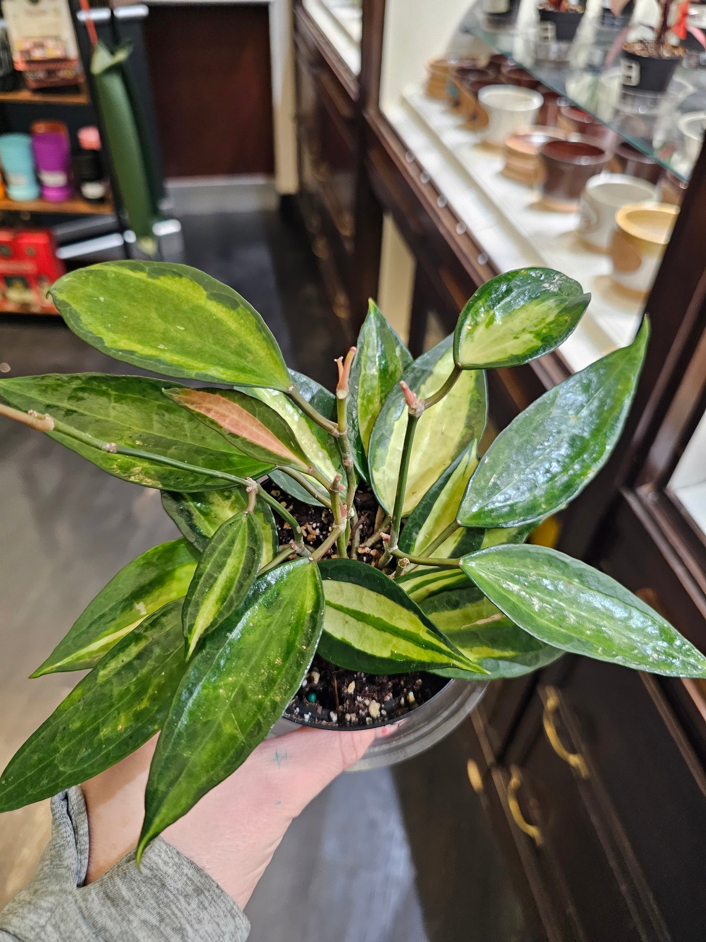 Hoya Macrophylla Pot of Goldin 4" pot