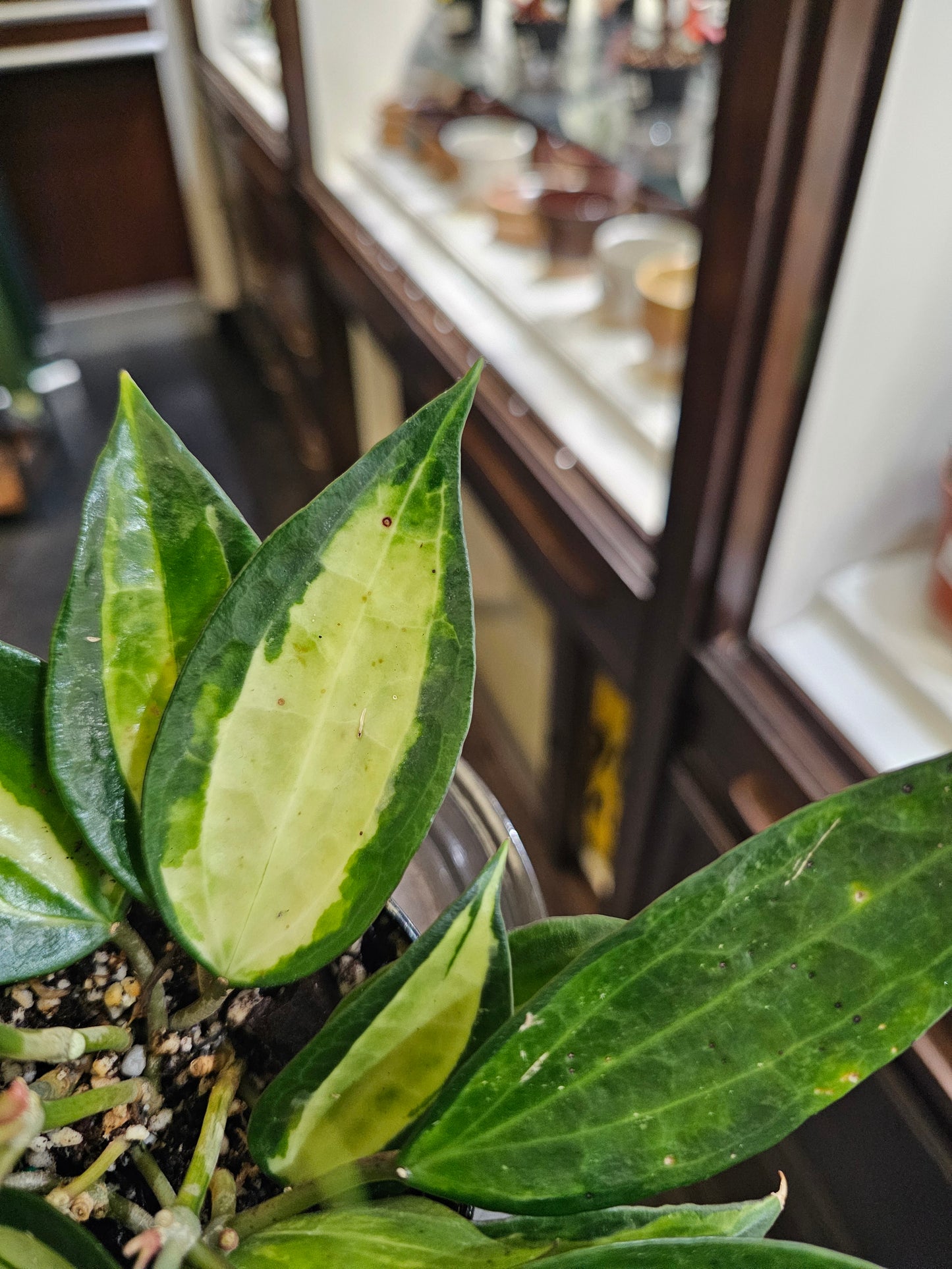 Hoya Macrophylla Pot of Goldin 4" pot