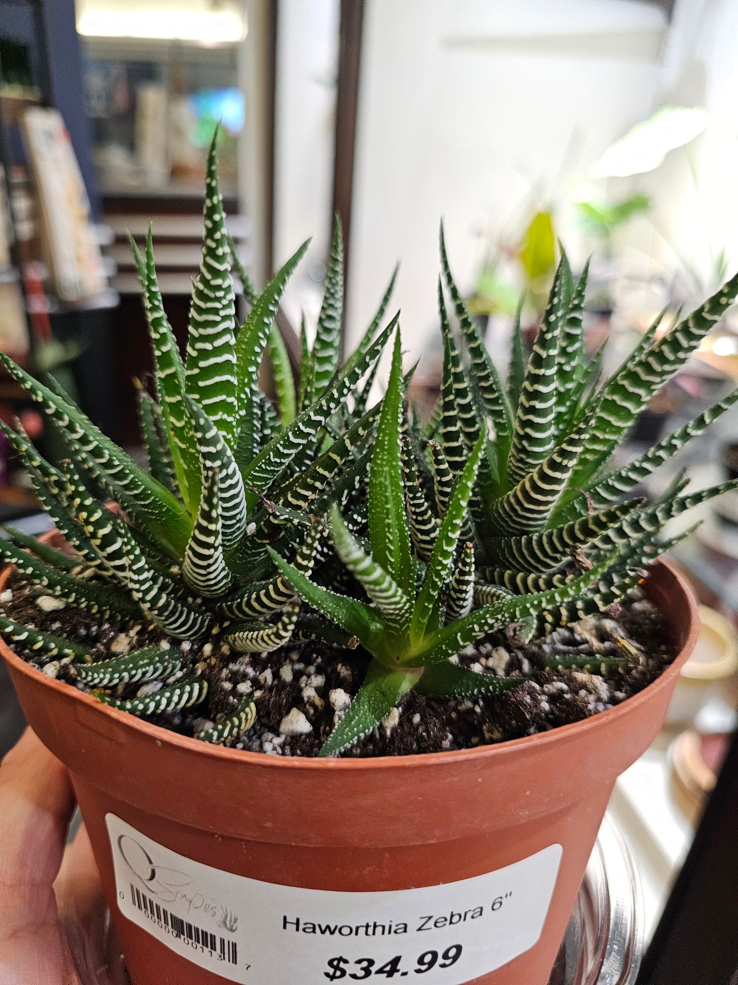 Haworthia Zebra