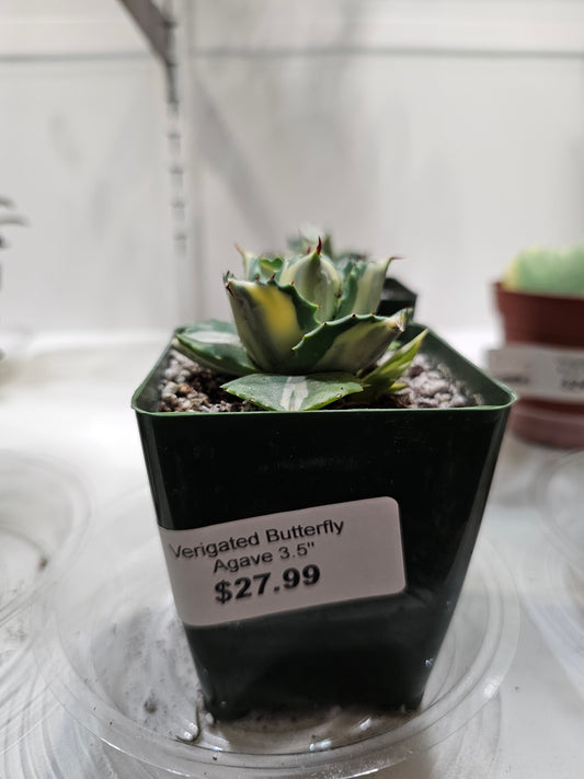 Verigated Butterfly Agave