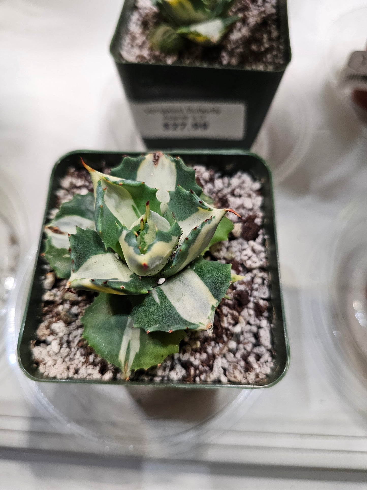 Verigated Butterfly Agave