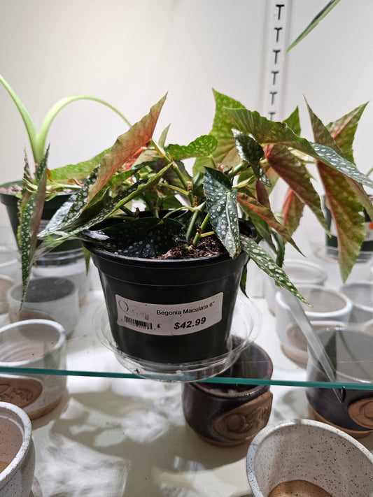 Begonia Maculata