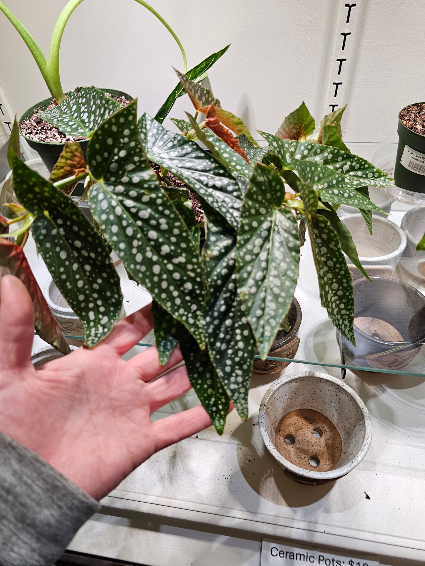 Begonia Maculata