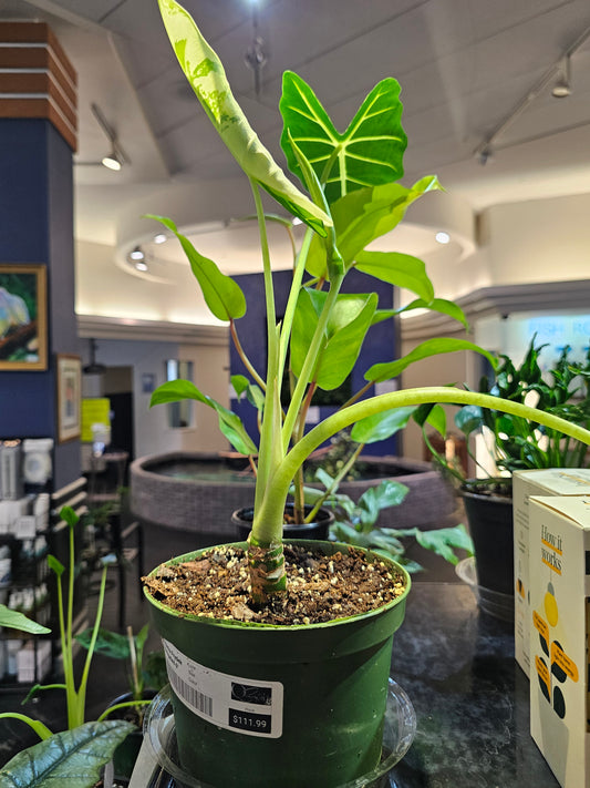 Alocasia Frydek Verigated in a 6" pot