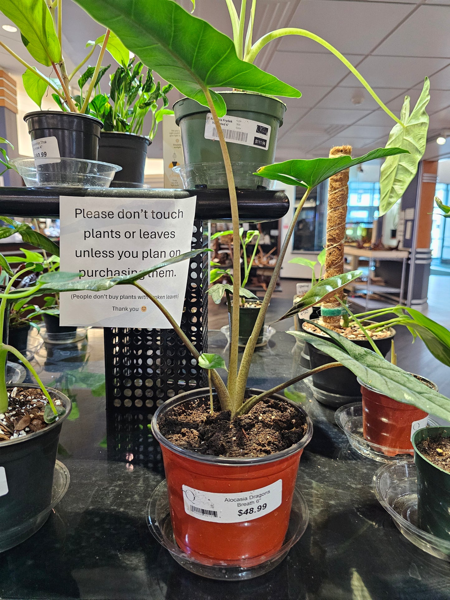 Alocasia Dragons Breath