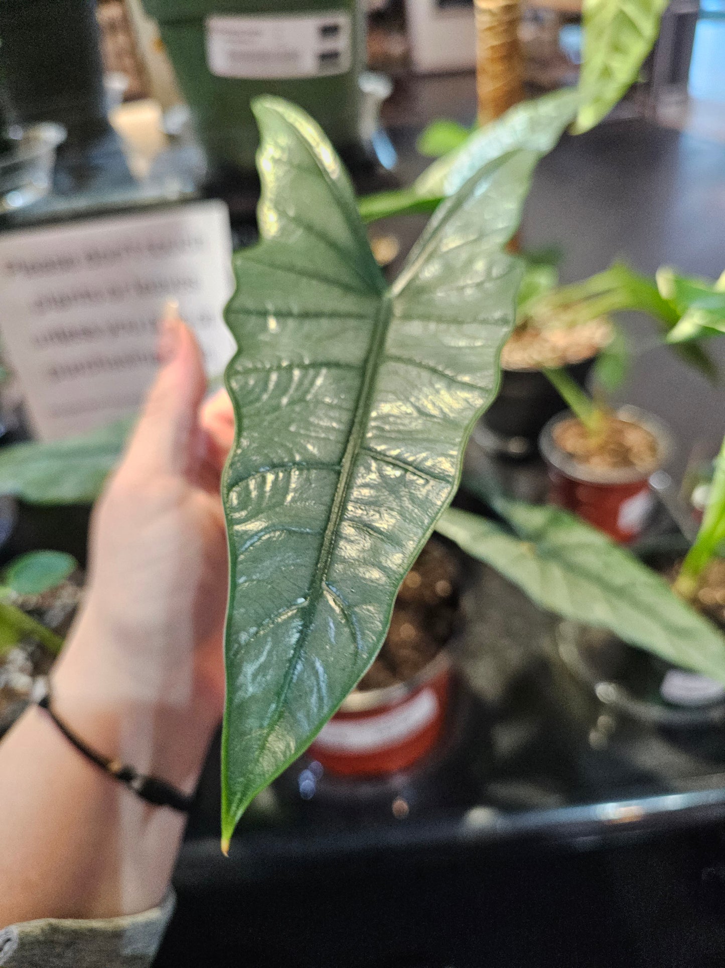 Alocasia Dragons Breath