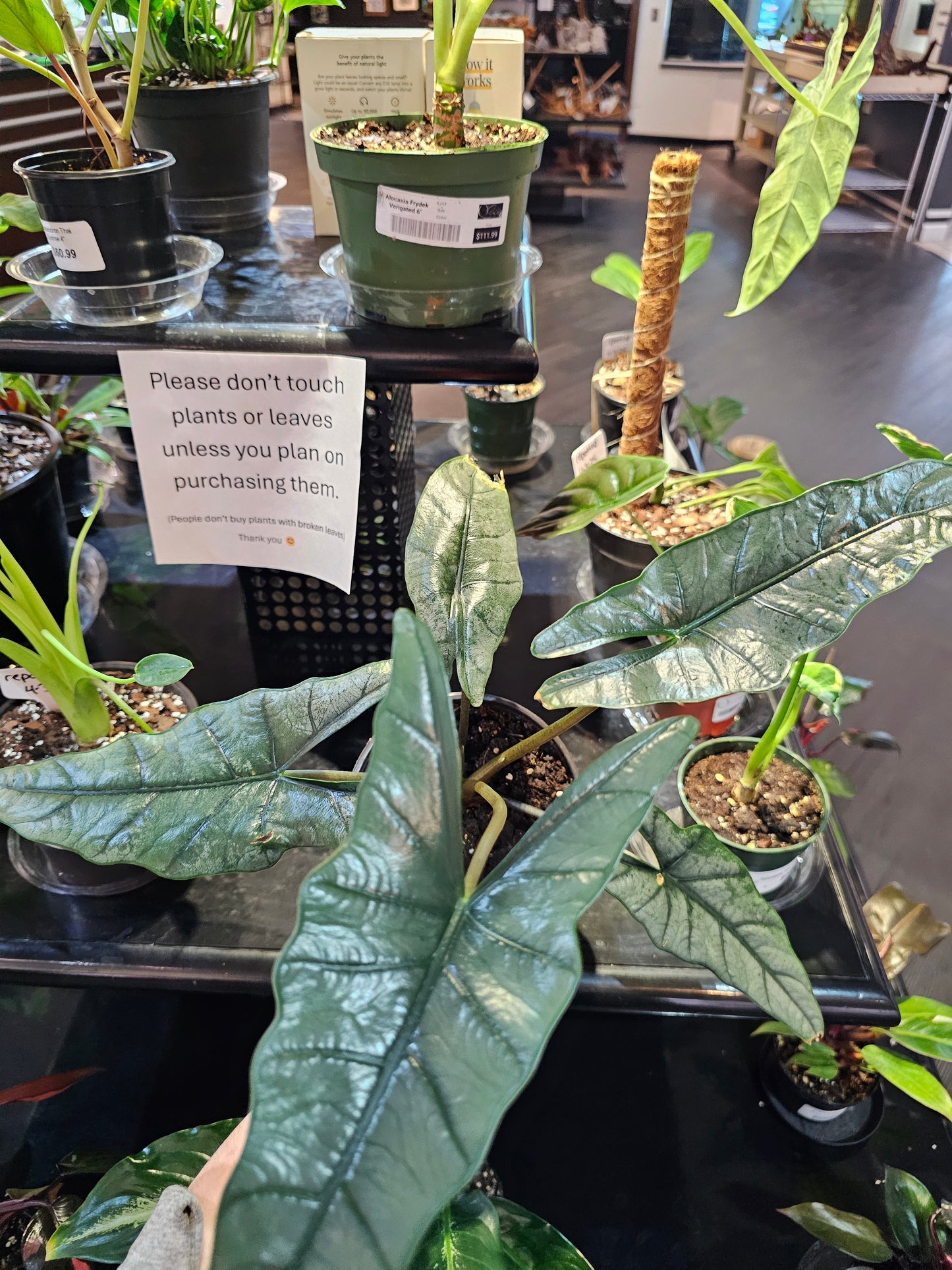 Alocasia Dragons Breath